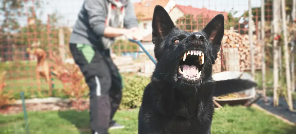 Kansas City Dog Bite Lawyer-image